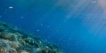 The World’s Oceans Are Hurtling Toward Breaking Point