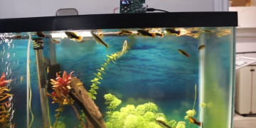Automatic Feeder Keeps Fish Sated