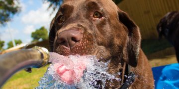 What Is Thirst? | WIRED