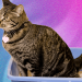 The Best Cat Litter Depends on Your Cat and Type of Litter Box