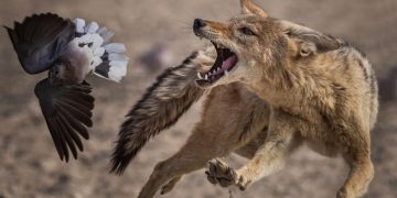 The Wildlife Photographer of the Year 2025 awards were dominated by one pro camera – and it isn’t the one you might expect