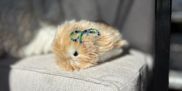 I spent a month living with a $430 AI pet, the Casio Moflin