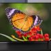 Amazon’s new Omni QLED TV is now on sale – but I’d look for this better-value model instead on Black Friday