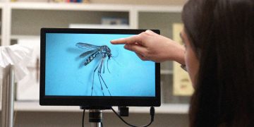 An Invasive Disease-Carrying Mosquito Has Spread to the Rocky Mountains