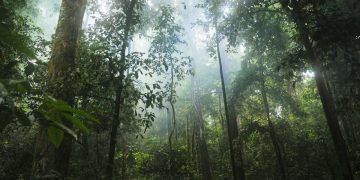 Google to buy carbon credits from massive Amazonian reforestation project